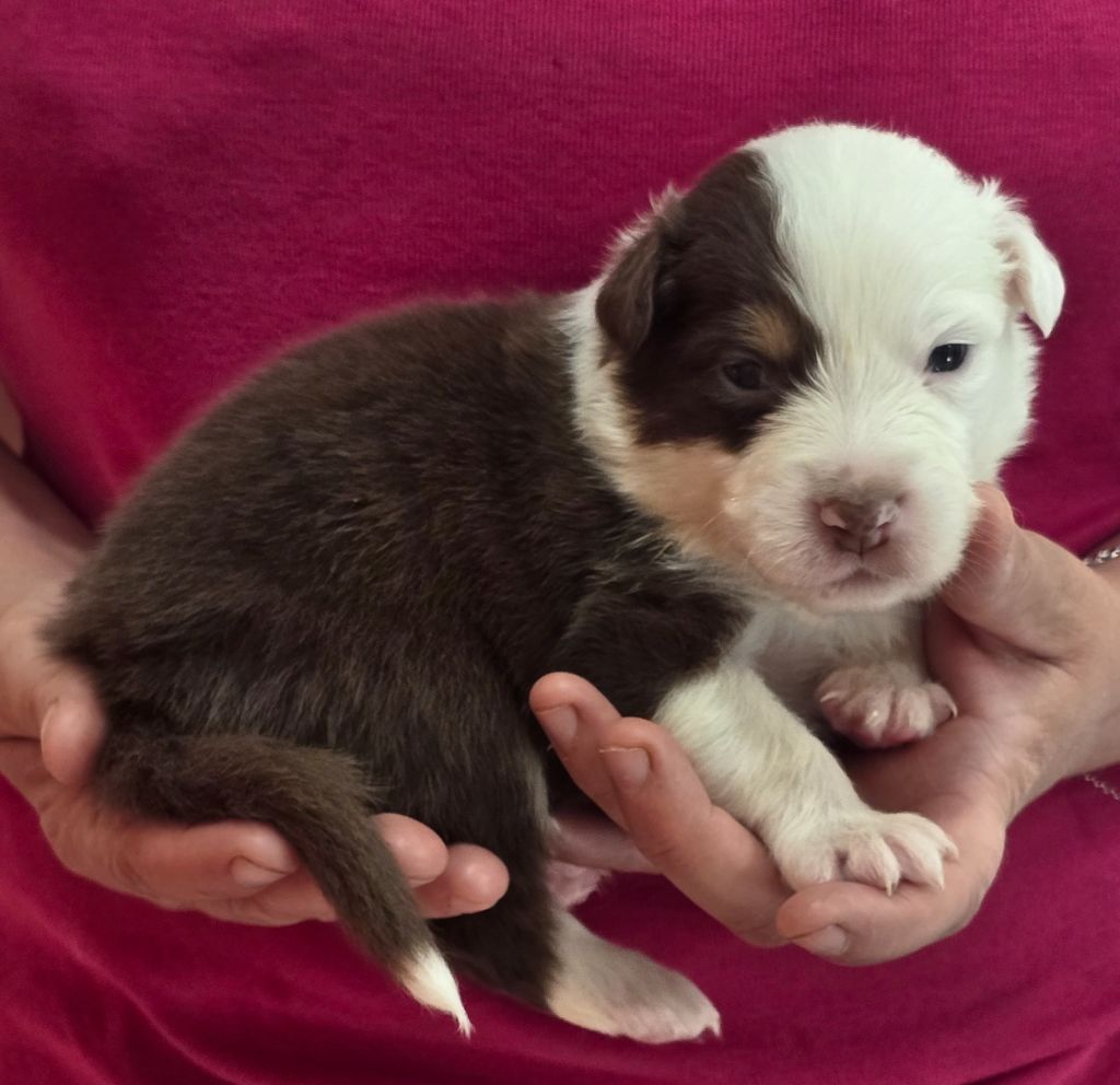 Des Champs De Beyssac - Chiot disponible  - Berger Australien