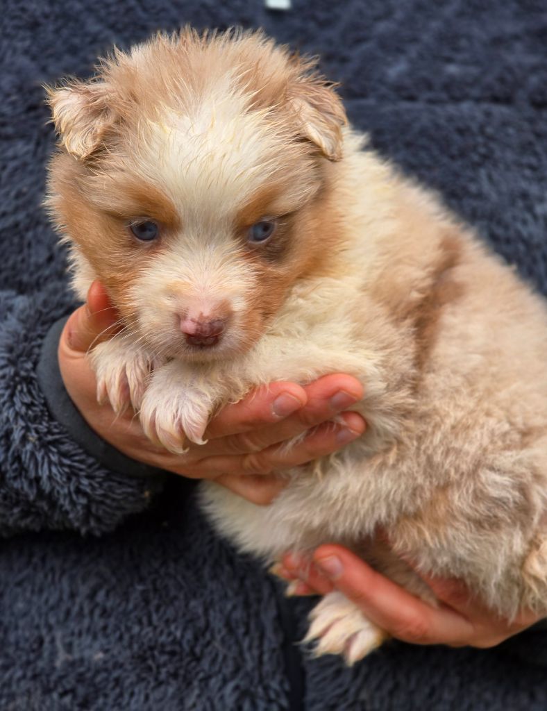 Des Champs De Beyssac - Chiot disponible  - Berger Australien