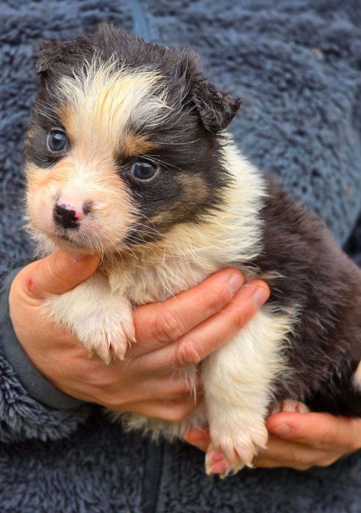 Des Champs De Beyssac - Chiot disponible  - Berger Australien