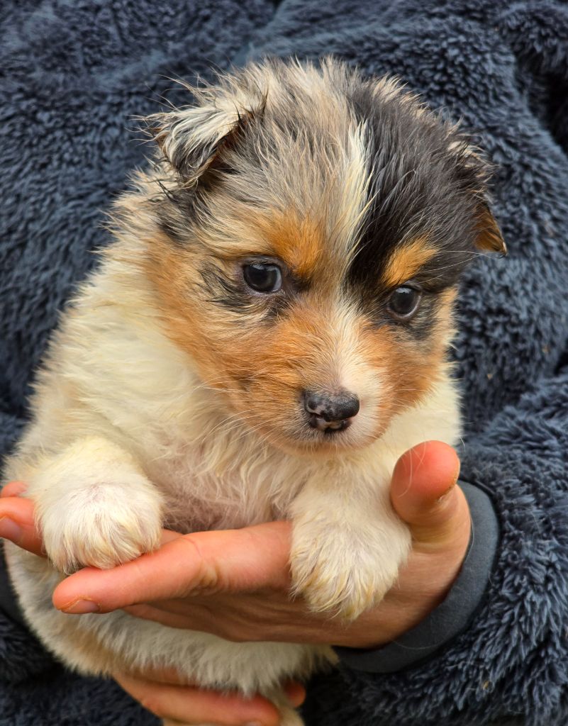 Des Champs De Beyssac - Chiot disponible  - Berger Australien