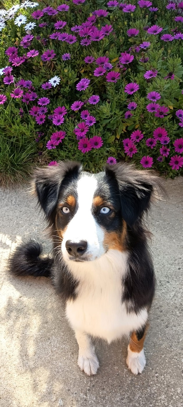 Uthopie black blue eyes Du Domaine Du Clos Australien