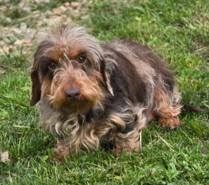 Sylvebarbe dark red du Domaine de la Veyssière