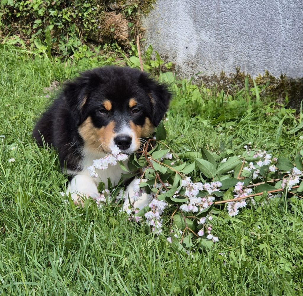 Chiots disponibles 
