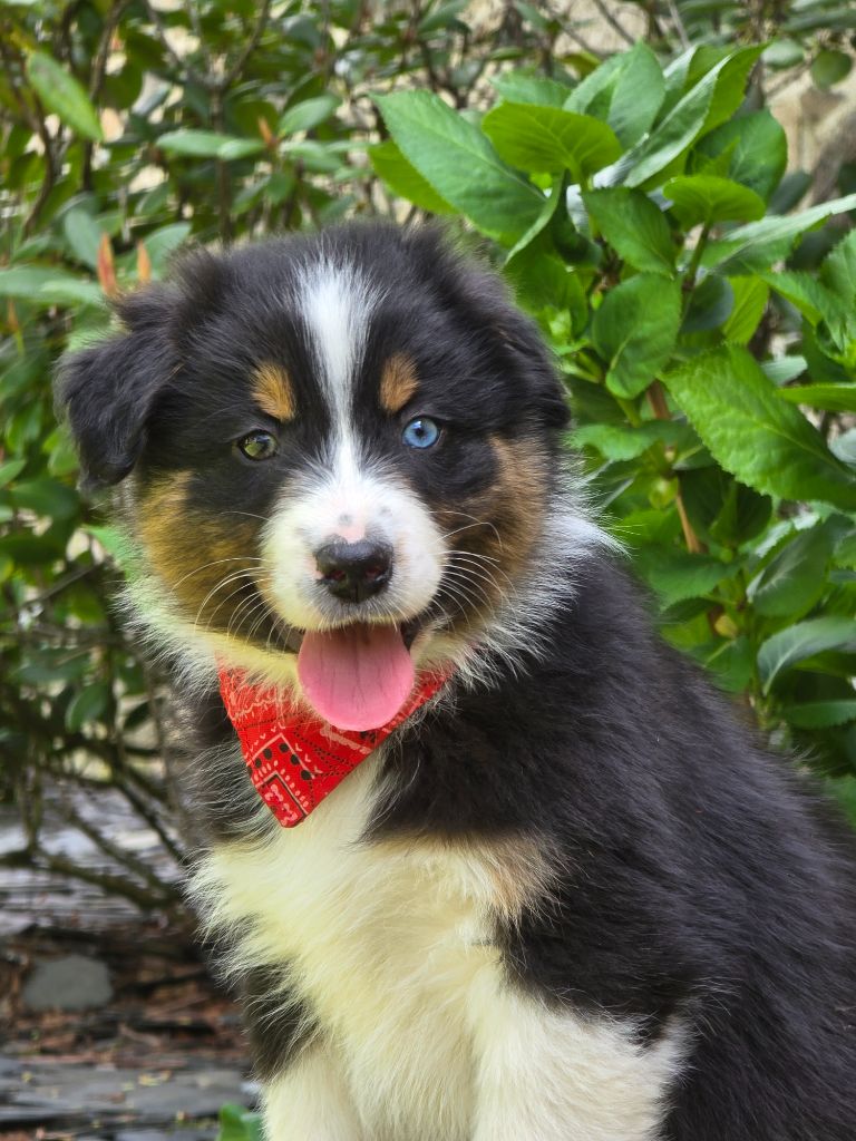 Chiots disponibles 