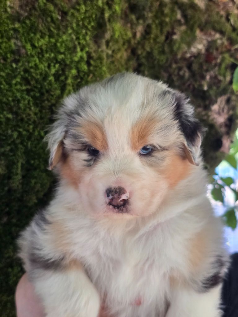 Des Champs De Beyssac - Chiots disponibles - Berger Australien