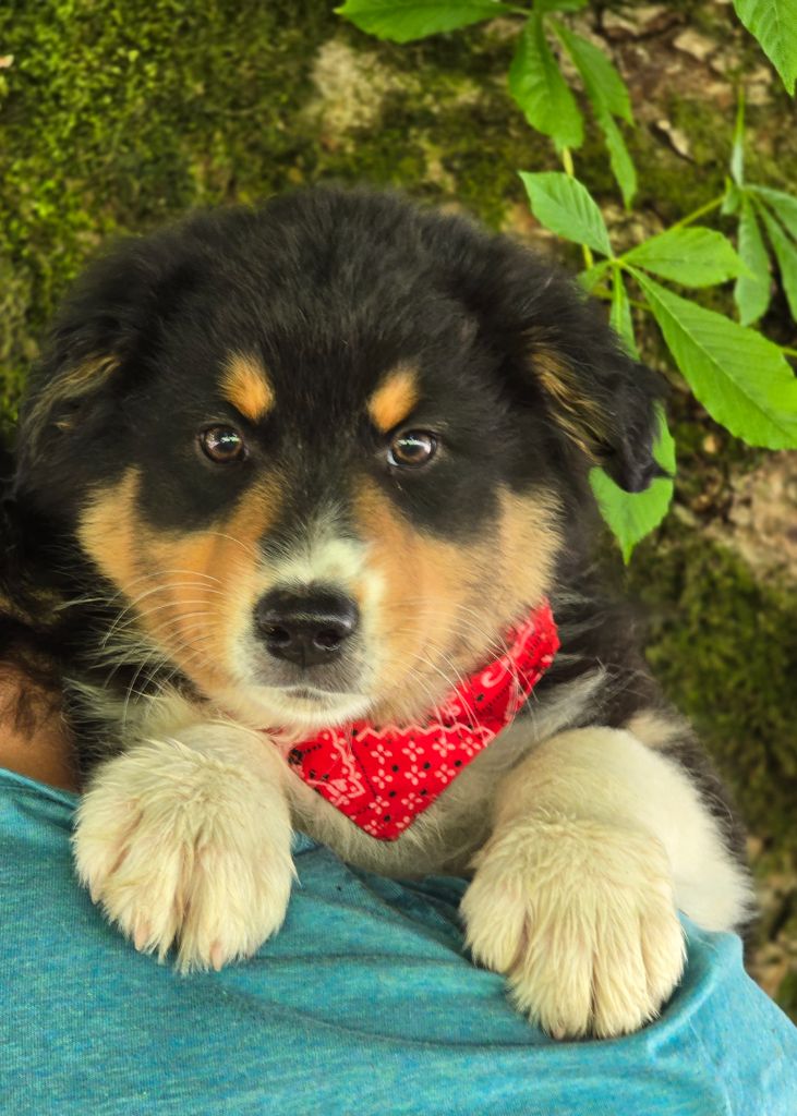 Des Champs De Beyssac - Chiots disponibles - Berger Australien