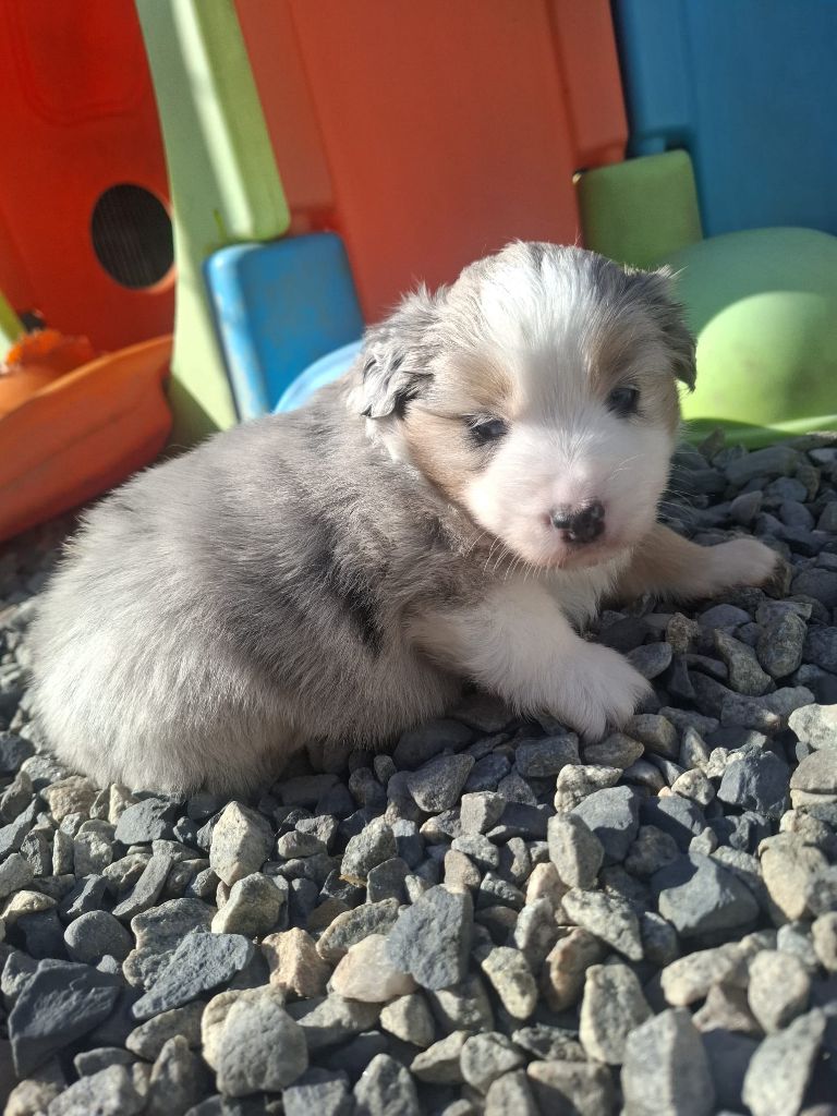 Des Champs De Beyssac - Chiots disponibles - Berger Américain Miniature 