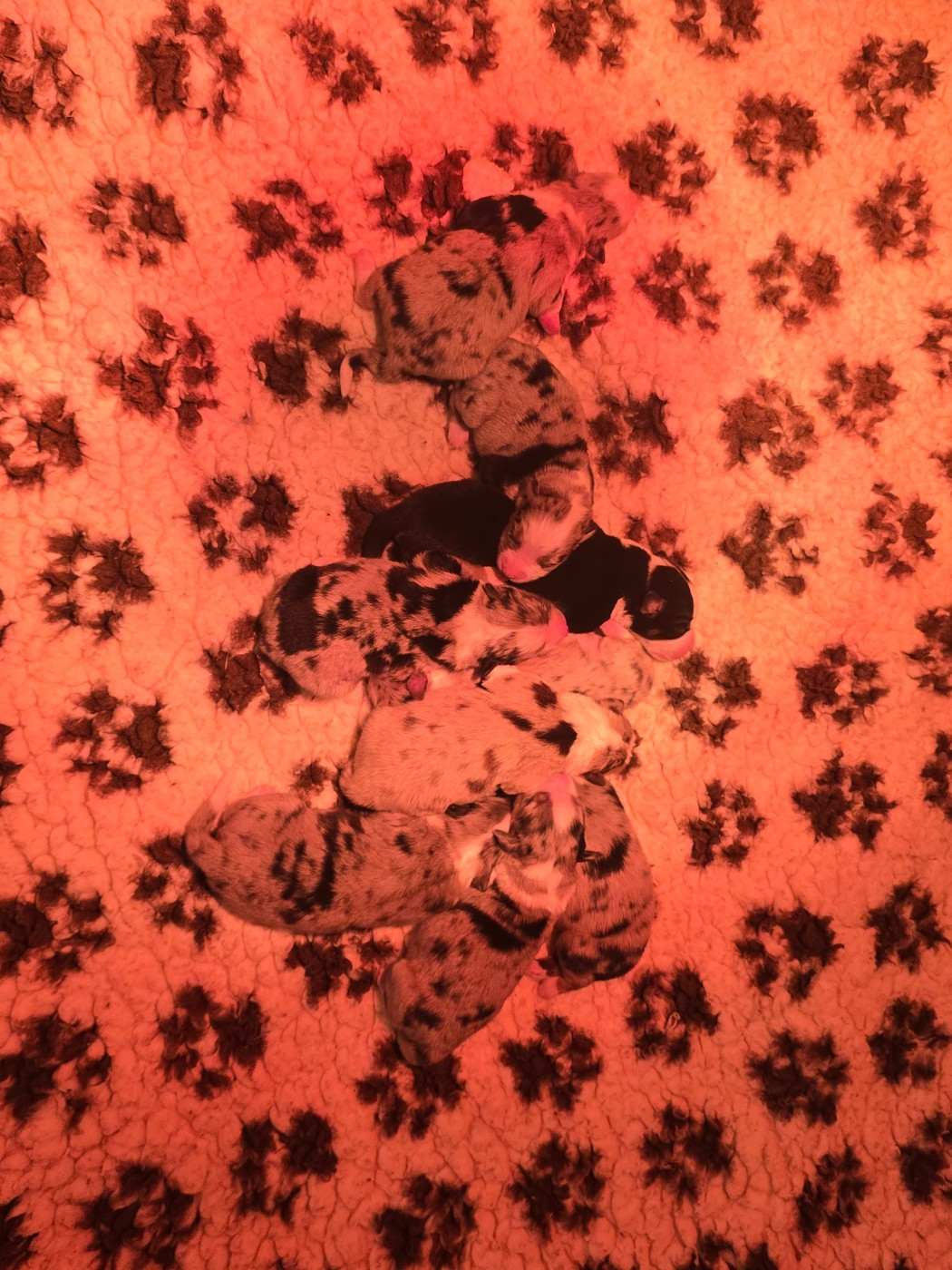 Chiot Berger Américain Miniature  Des Champs De Beyssac