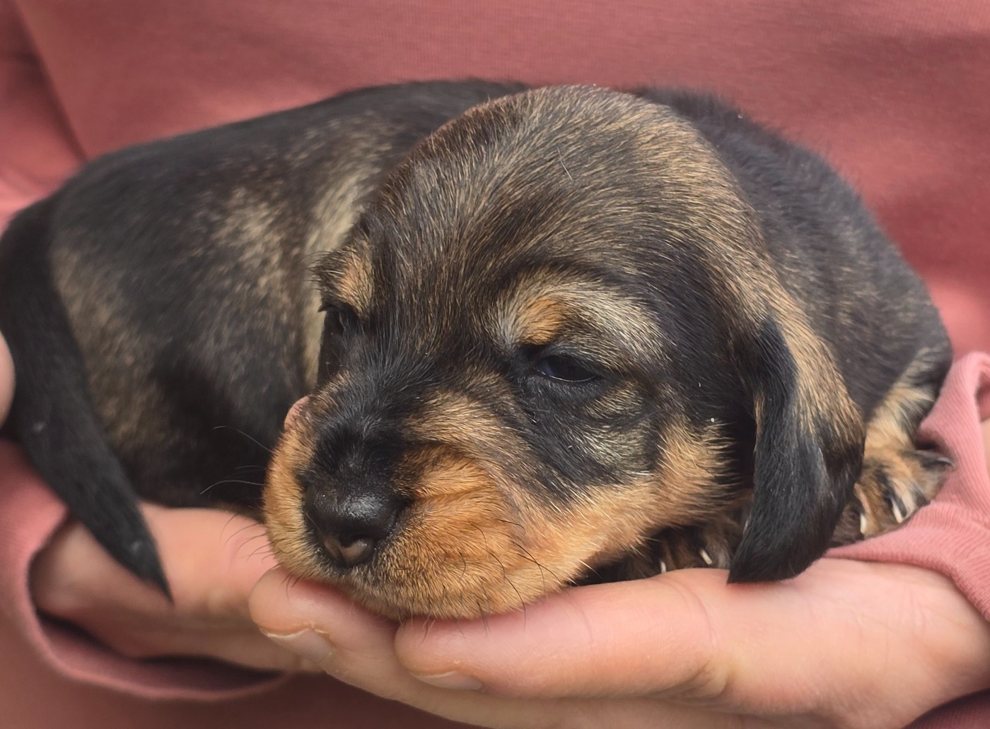 Des Champs De Beyssac - Chiots disponibles - Teckel poil dur