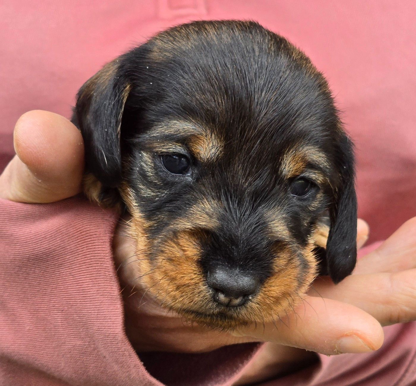 Des Champs De Beyssac - Chiots disponibles - Teckel poil dur