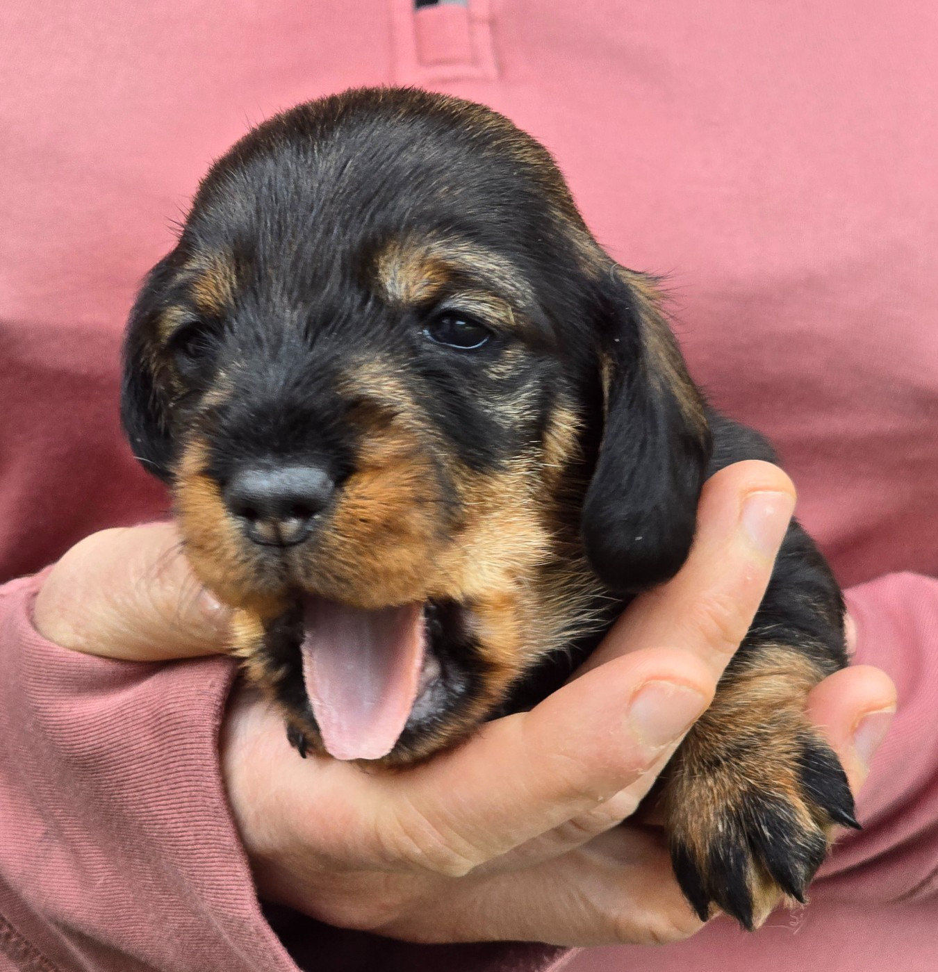 Des Champs De Beyssac - Chiots disponibles - Teckel poil dur