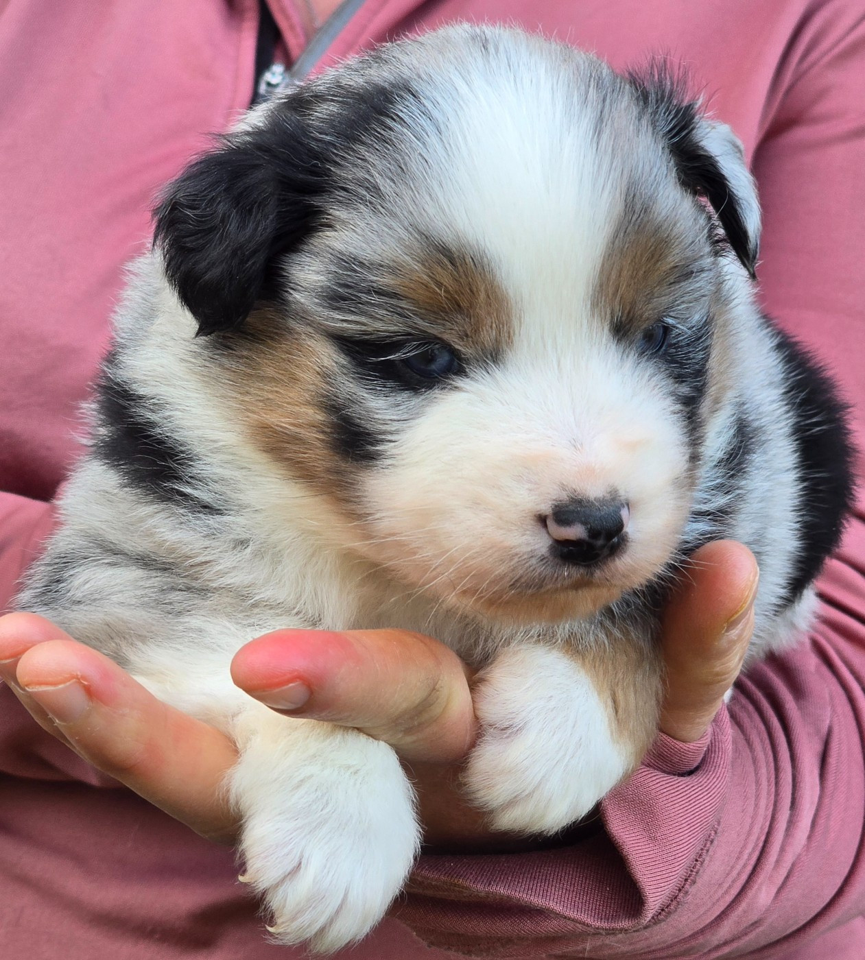 Des Champs De Beyssac - Chiots disponibles - Berger Américain Miniature 