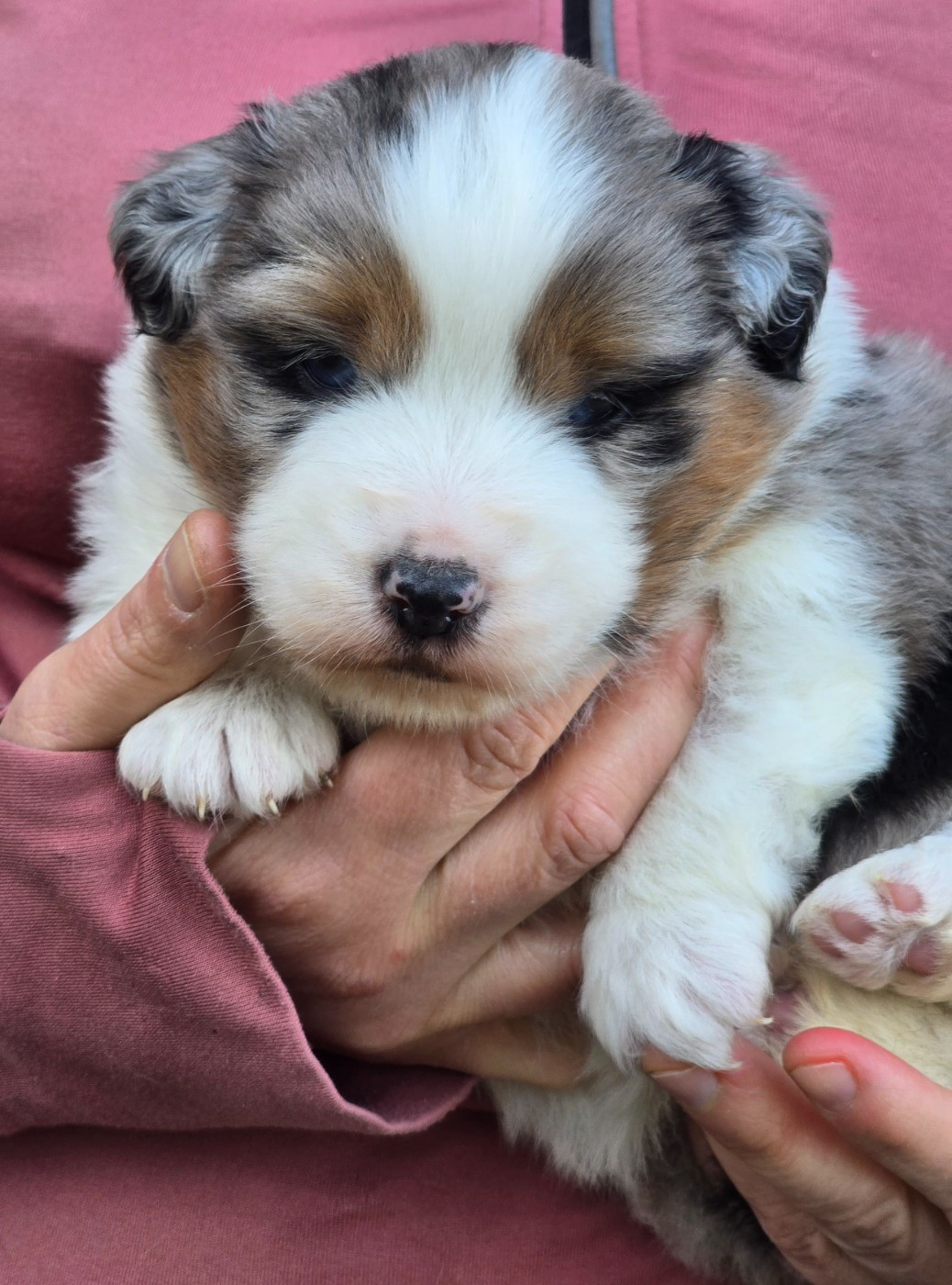 Des Champs De Beyssac - Chiots disponibles - Berger Américain Miniature 