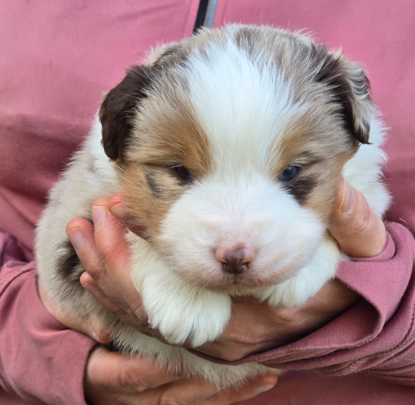 Des Champs De Beyssac - Chiots disponibles - Berger Américain Miniature 