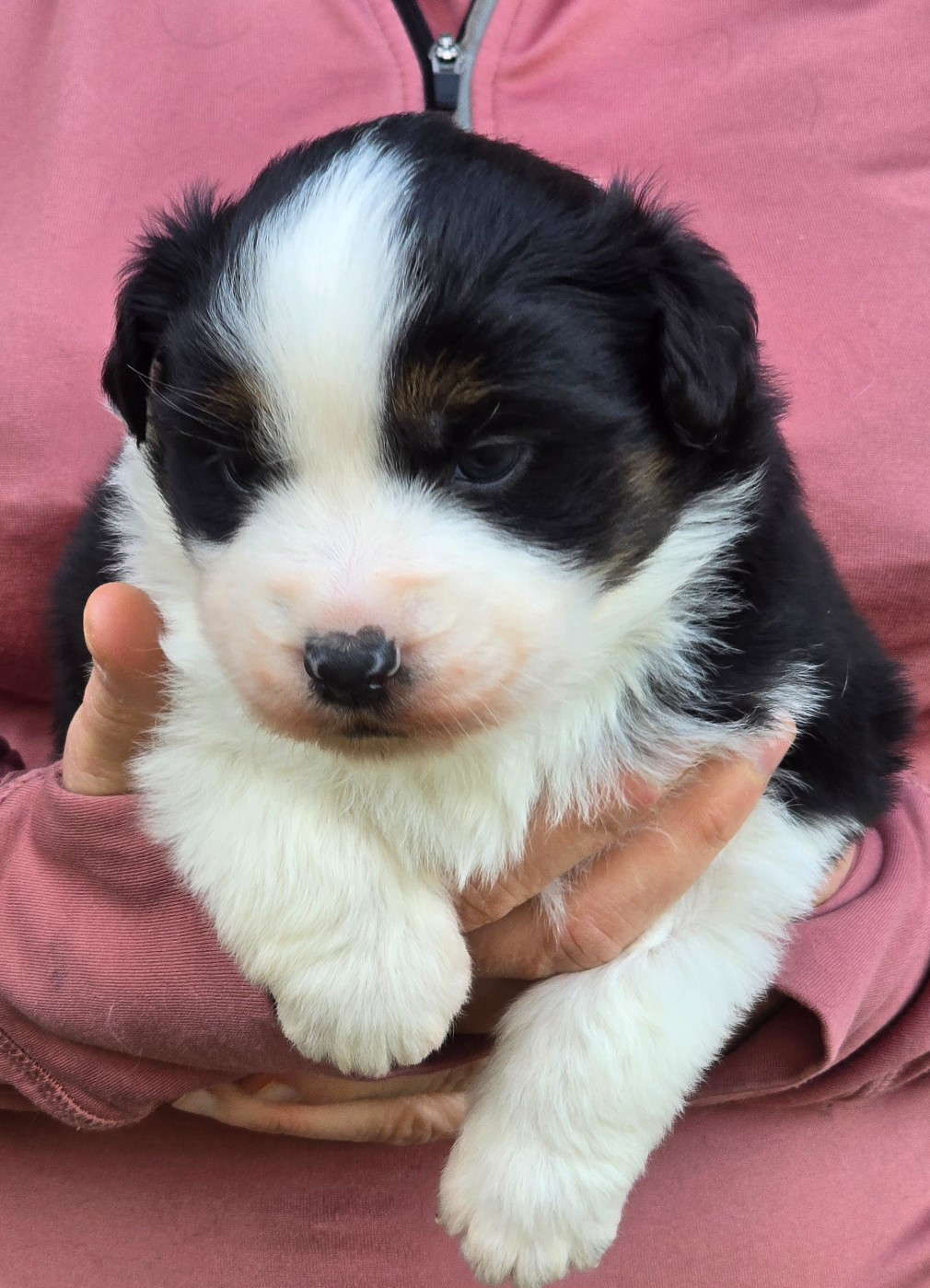 Des Champs De Beyssac - Chiots disponibles - Berger Américain Miniature 