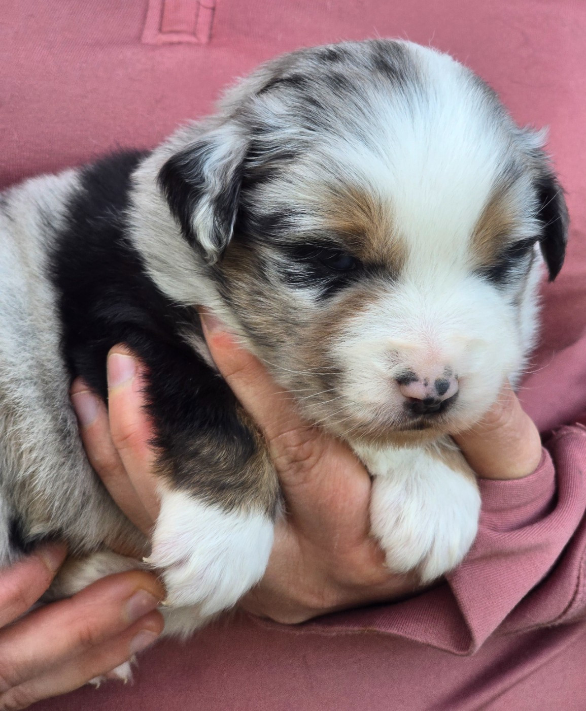 Des Champs De Beyssac - Chiots disponibles - Berger Américain Miniature 