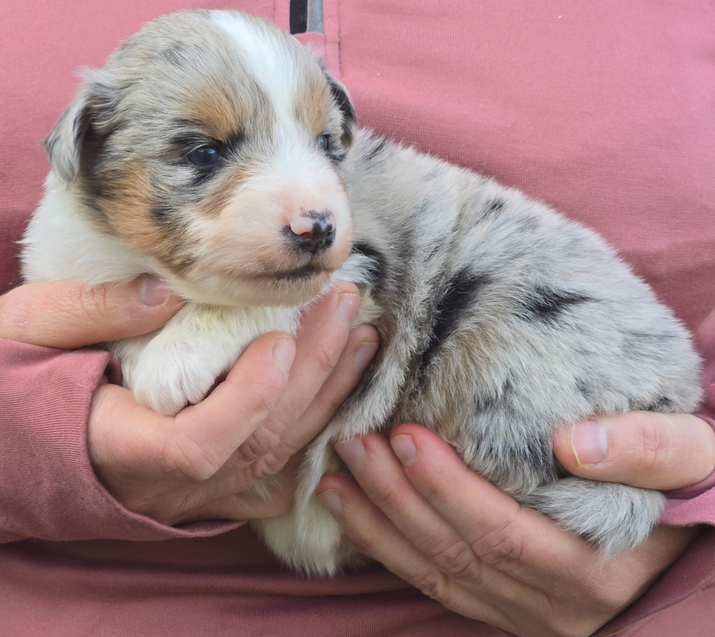 Des Champs De Beyssac - Chiots disponibles - Berger Américain Miniature 