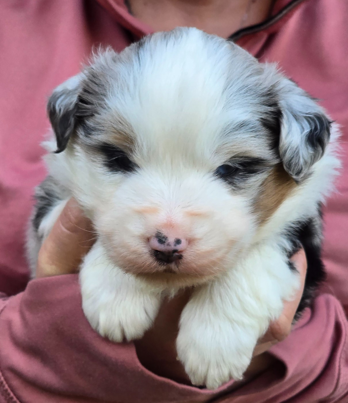 Des Champs De Beyssac - Chiots disponibles - Berger Américain Miniature 