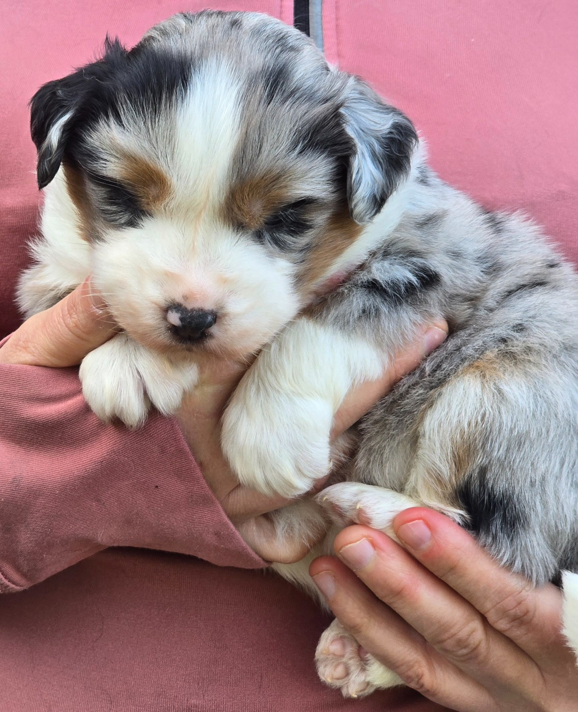 Des Champs De Beyssac - Chiots disponibles - Berger Américain Miniature 