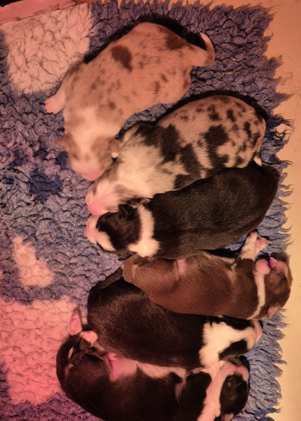 Chiot Berger Australien Des Champs De Beyssac