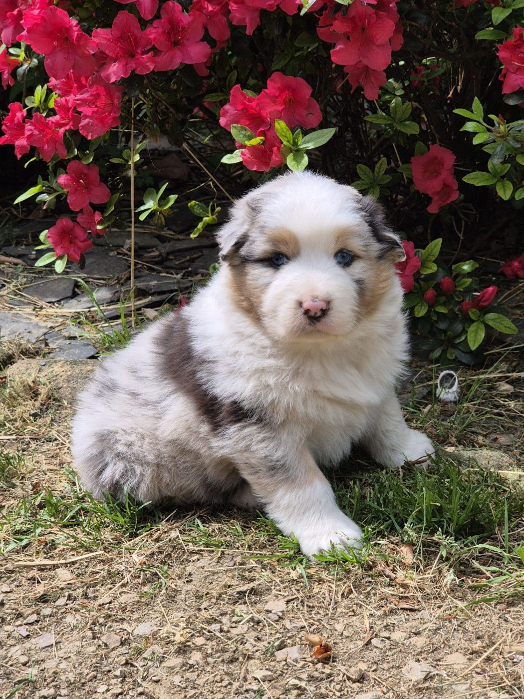 Des Champs De Beyssac - Chiots disponibles - Berger Australien