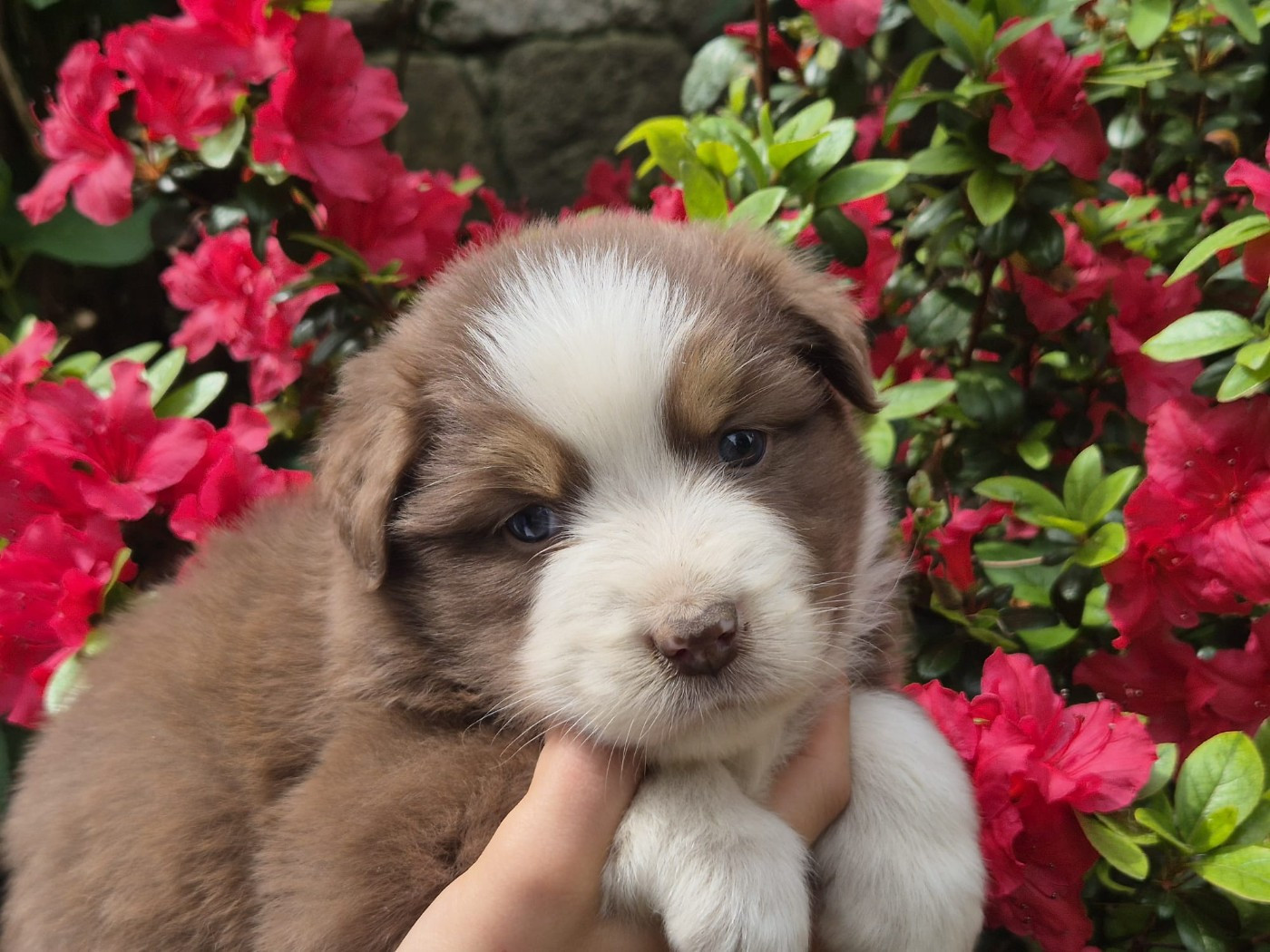 Des Champs De Beyssac - Chiots disponibles - Berger Australien