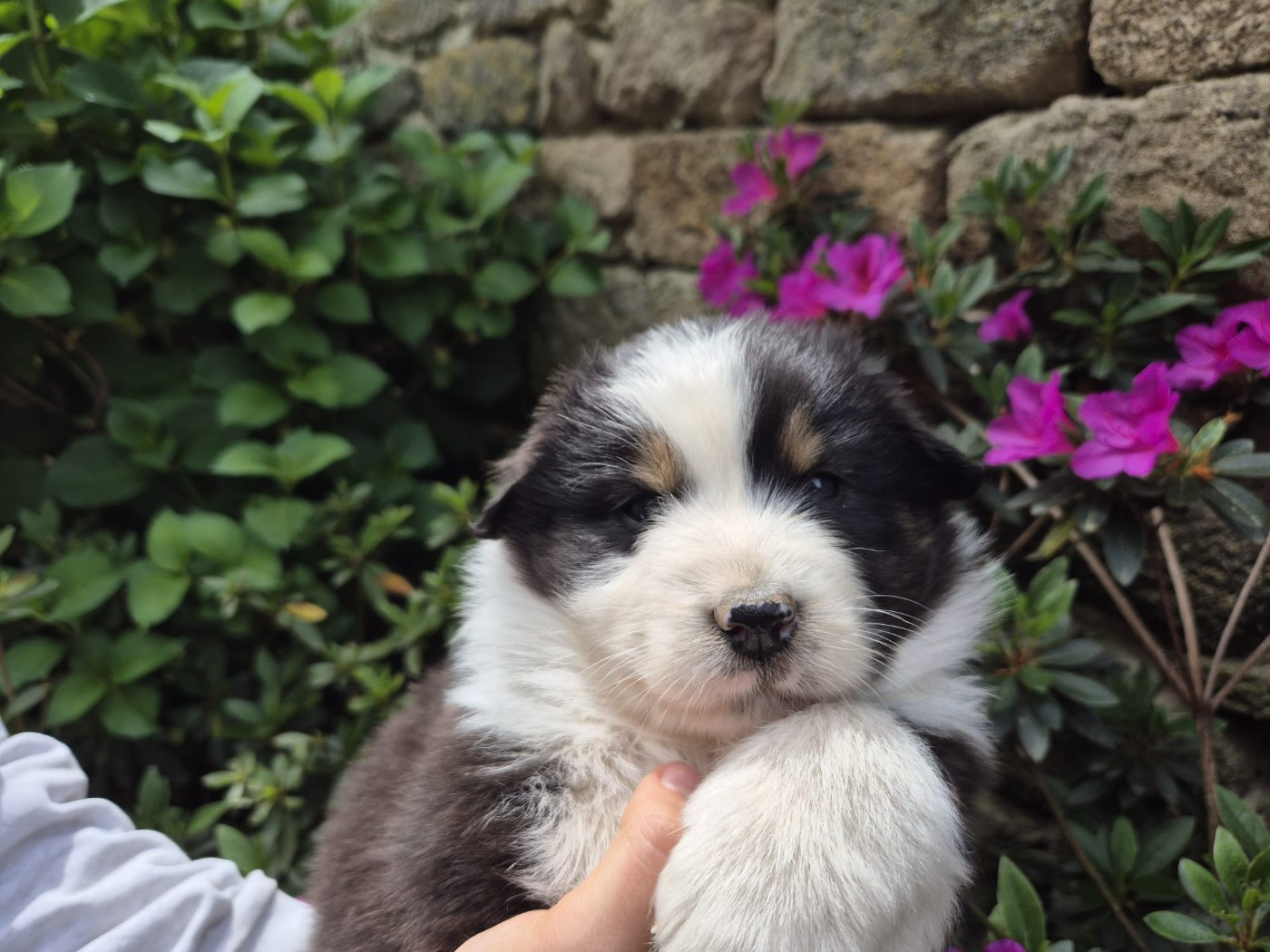 Des Champs De Beyssac - Chiots disponibles - Berger Australien