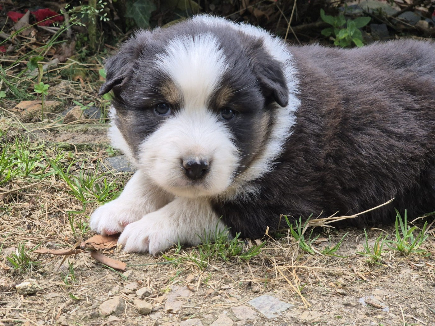 Des Champs De Beyssac - Chiots disponibles - Berger Australien