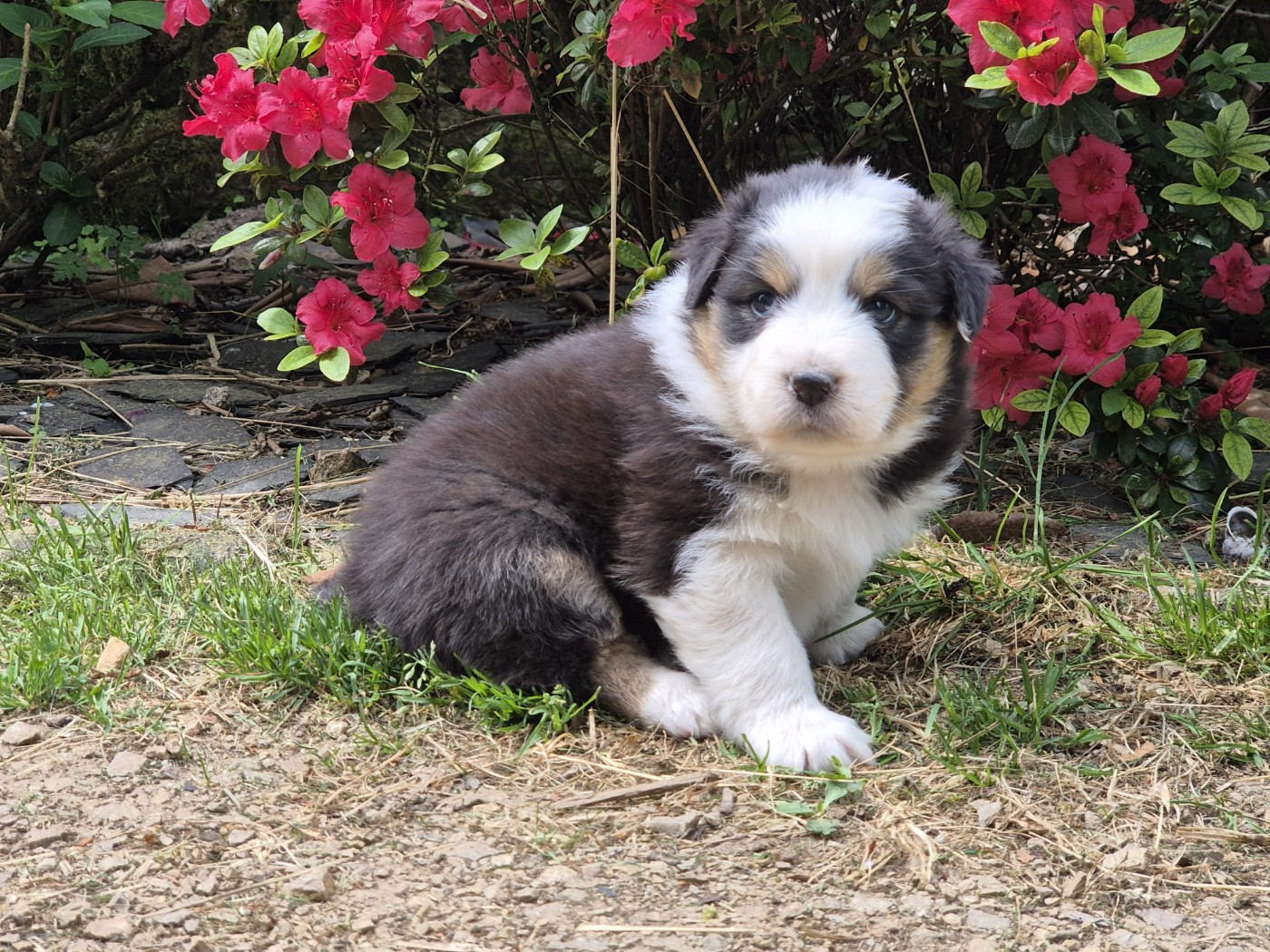 Des Champs De Beyssac - Chiots disponibles - Berger Australien