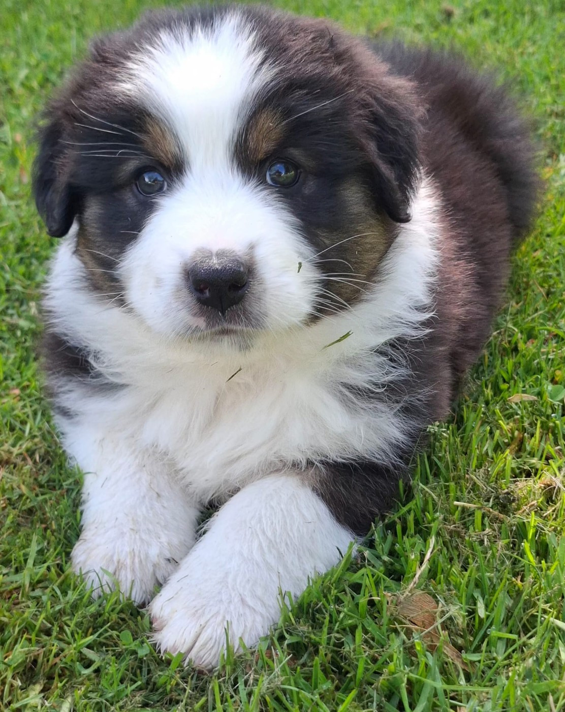 Des Champs De Beyssac - Chiots disponibles - Berger Australien