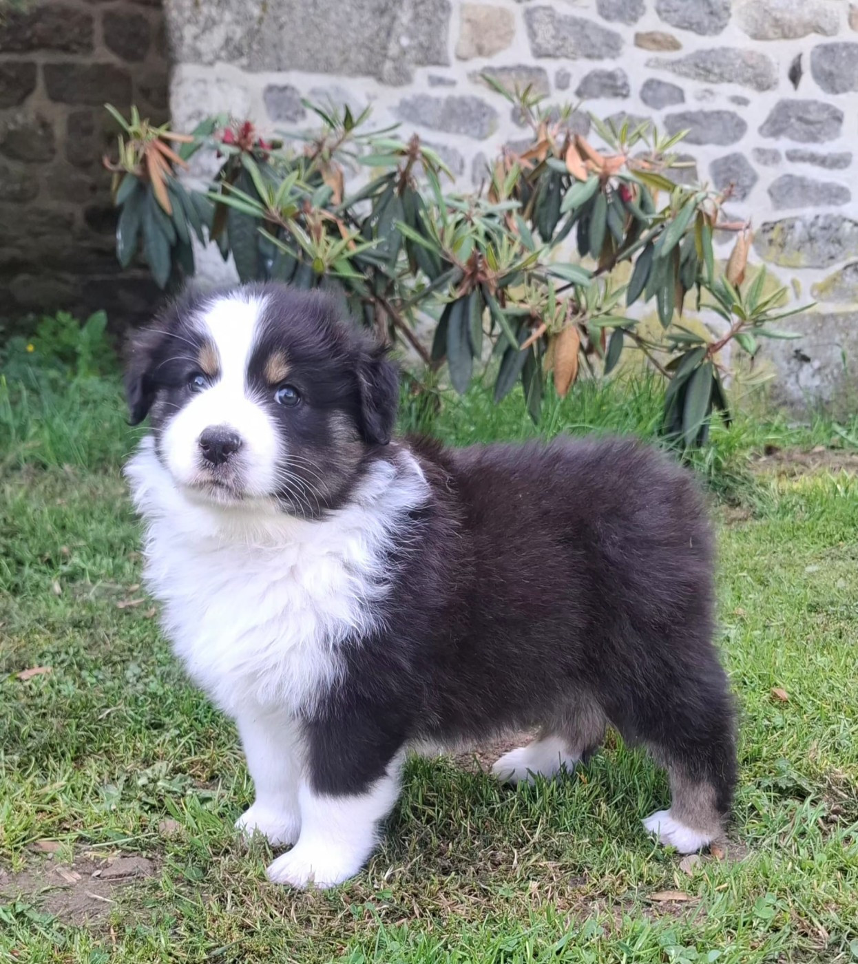 Des Champs De Beyssac - Chiots disponibles - Berger Australien