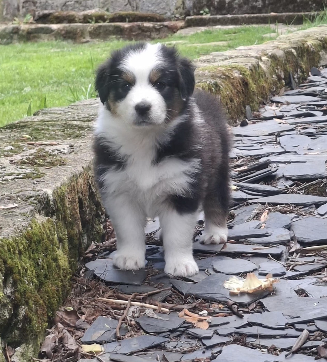 Des Champs De Beyssac - Chiots disponibles - Berger Australien