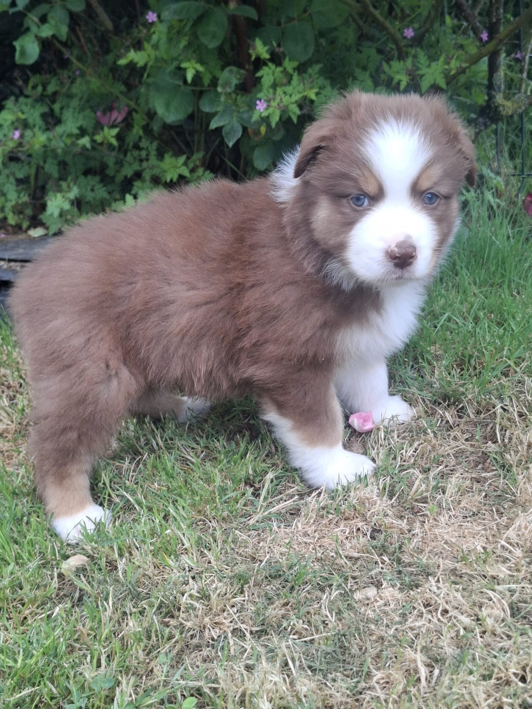 Des Champs De Beyssac - Chiots disponibles - Berger Australien