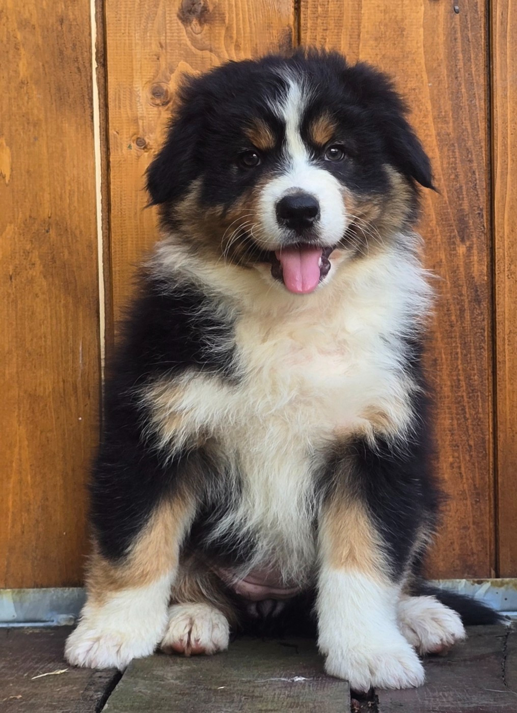 Des Champs De Beyssac - Chiots disponibles - Berger Australien