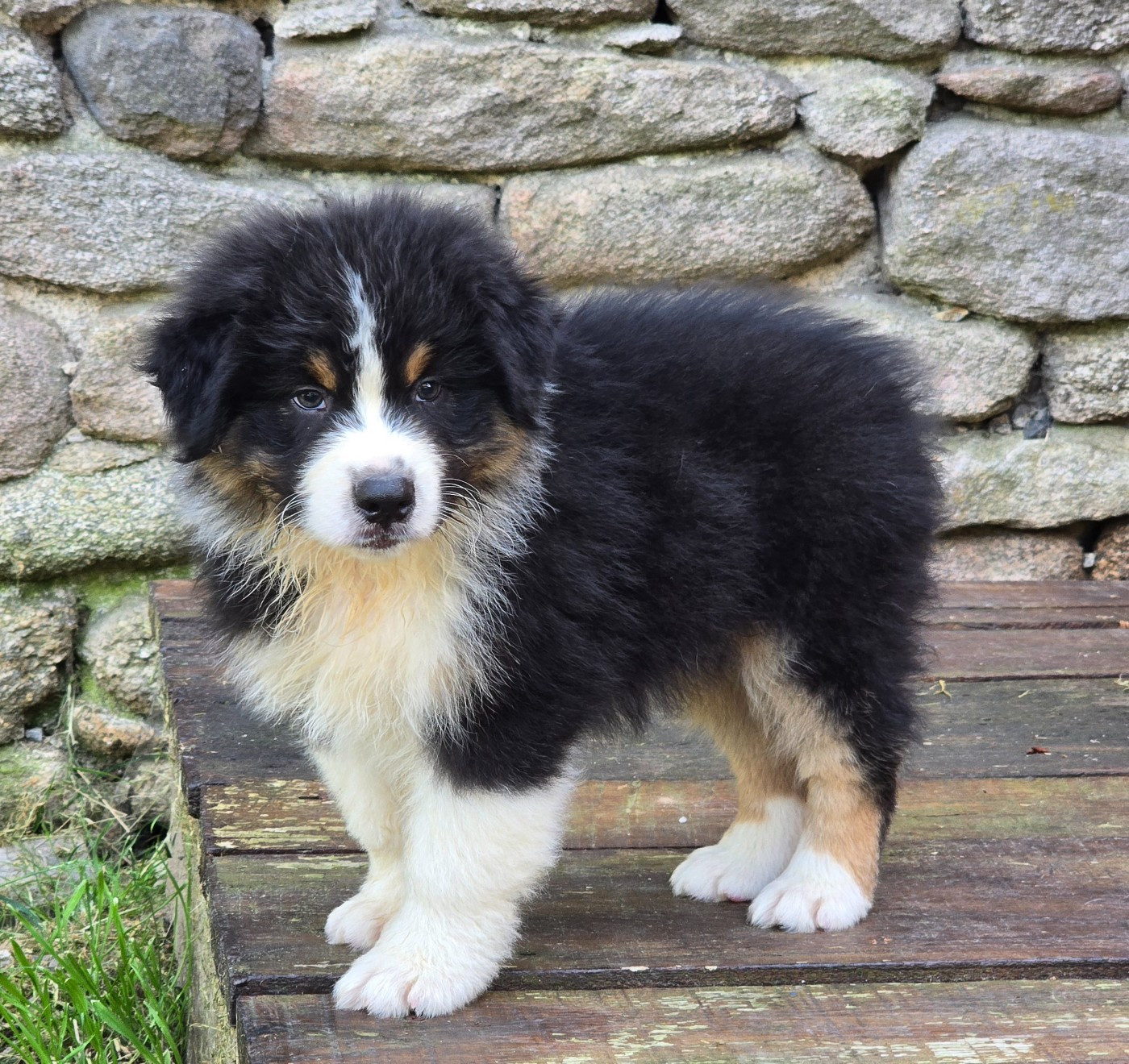 Des Champs De Beyssac - Chiots disponibles - Berger Australien
