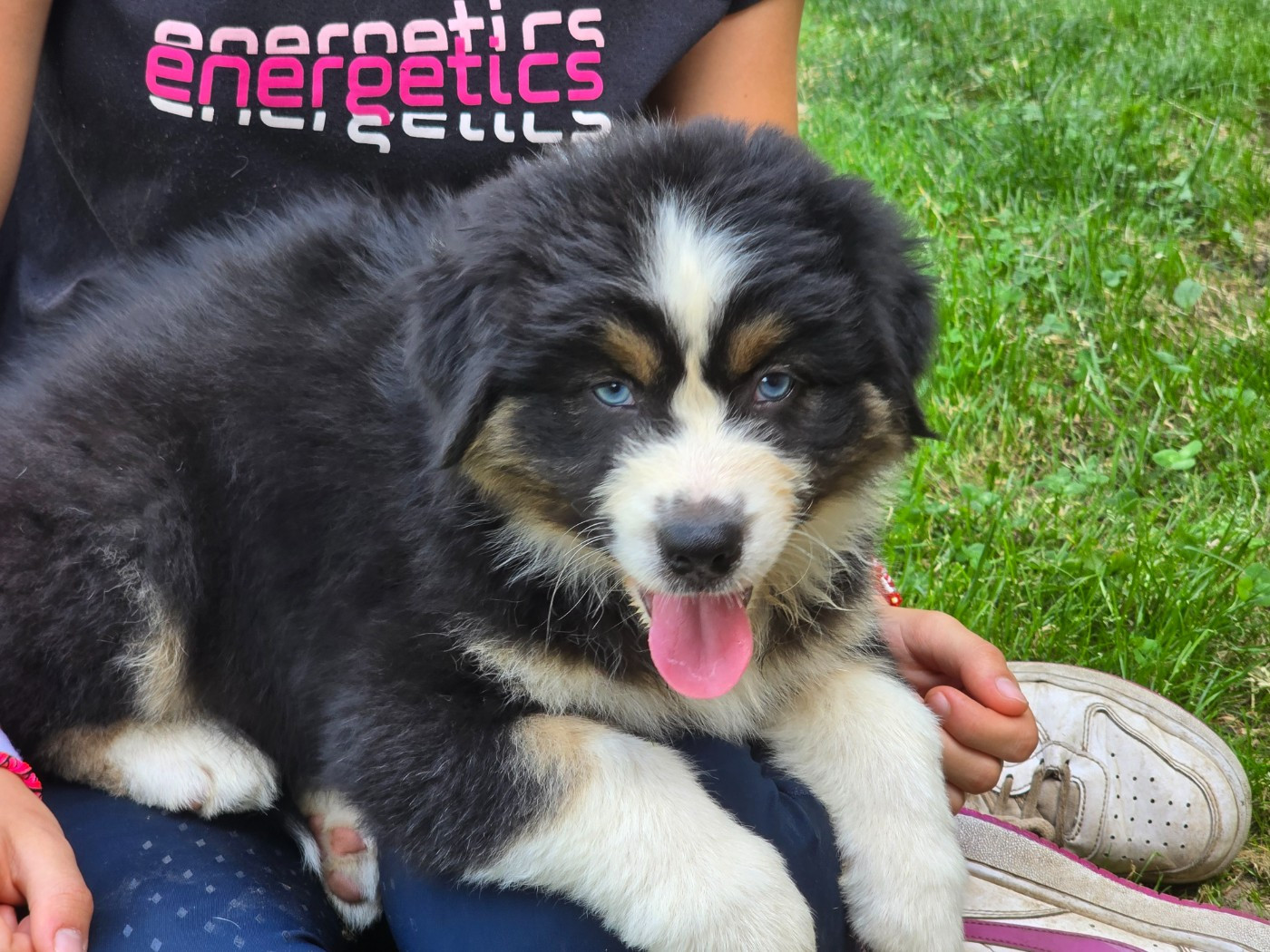 Des Champs De Beyssac - Chiots disponibles - Berger Australien