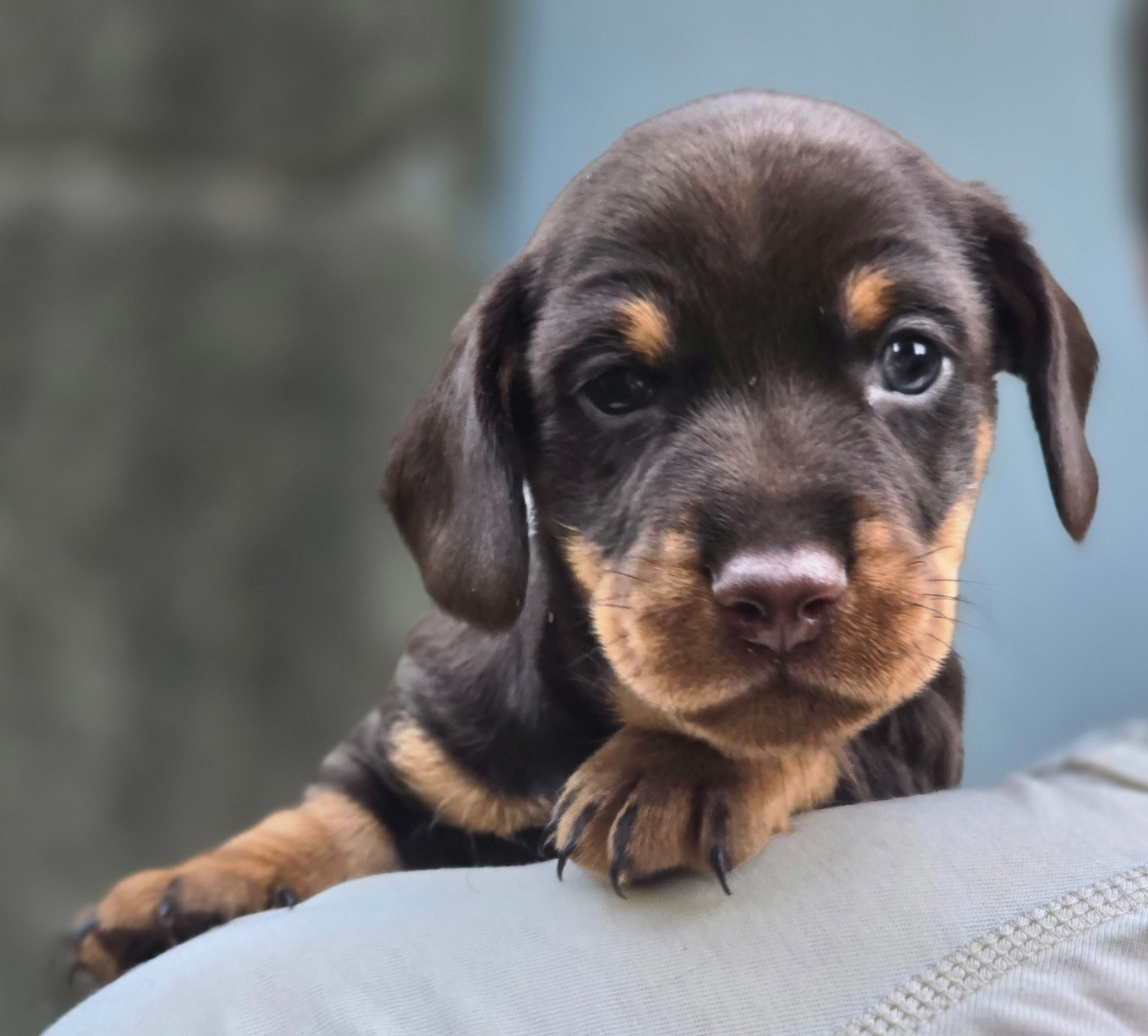 Des Champs De Beyssac - Chiots disponibles - Teckel poil dur