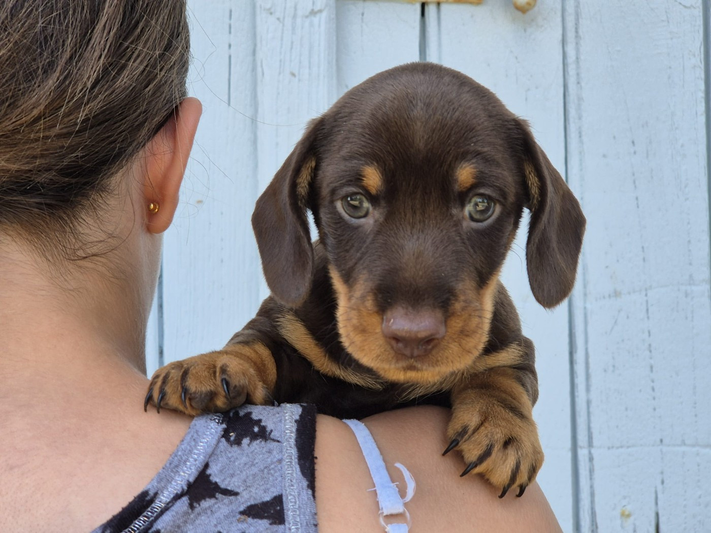 Des Champs De Beyssac - Chiots disponibles - Teckel poil dur