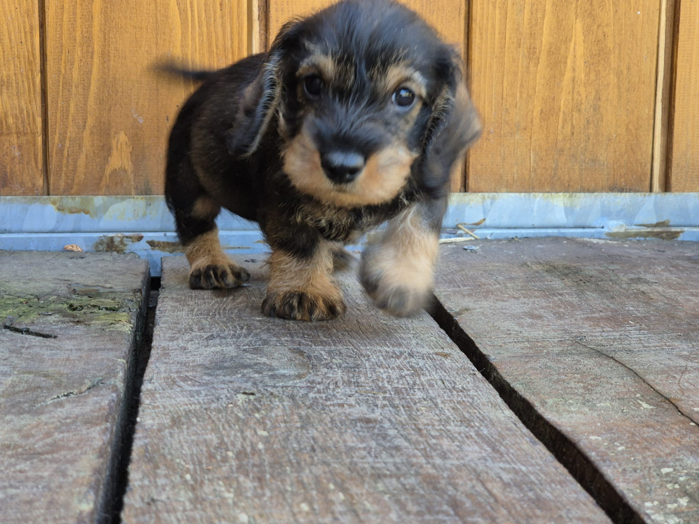 Des Champs De Beyssac - Chiots disponibles - Teckel poil dur