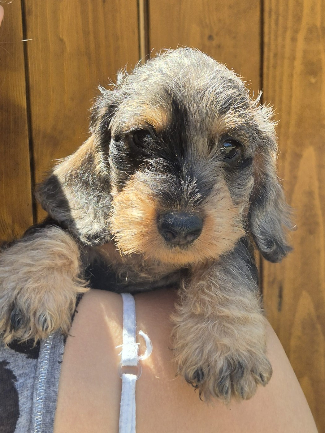 Des Champs De Beyssac - Chiots disponibles - Teckel poil dur