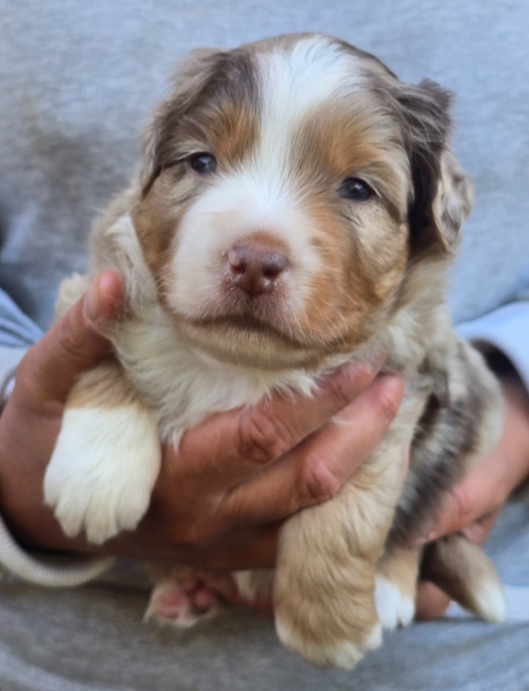 Des Champs De Beyssac - Chiots disponibles - Berger Américain Miniature 