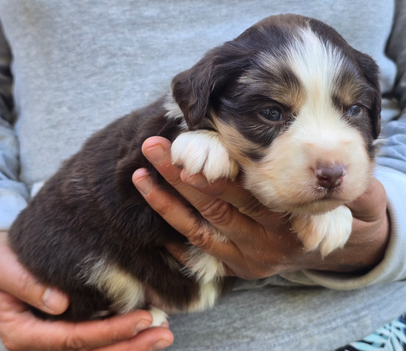 Des Champs De Beyssac - Chiots disponibles - Berger Américain Miniature 