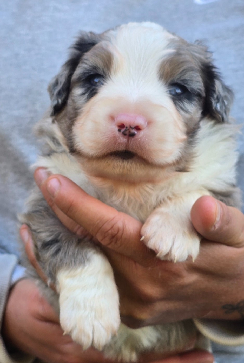 Des Champs De Beyssac - Chiots disponibles - Berger Américain Miniature 