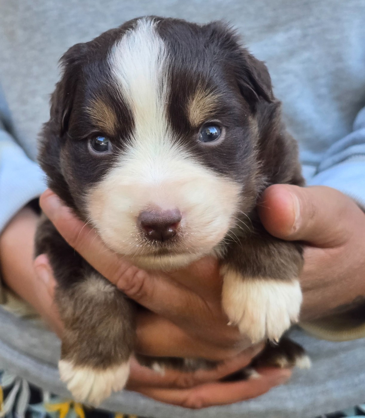 Des Champs De Beyssac - Chiots disponibles - Berger Américain Miniature 