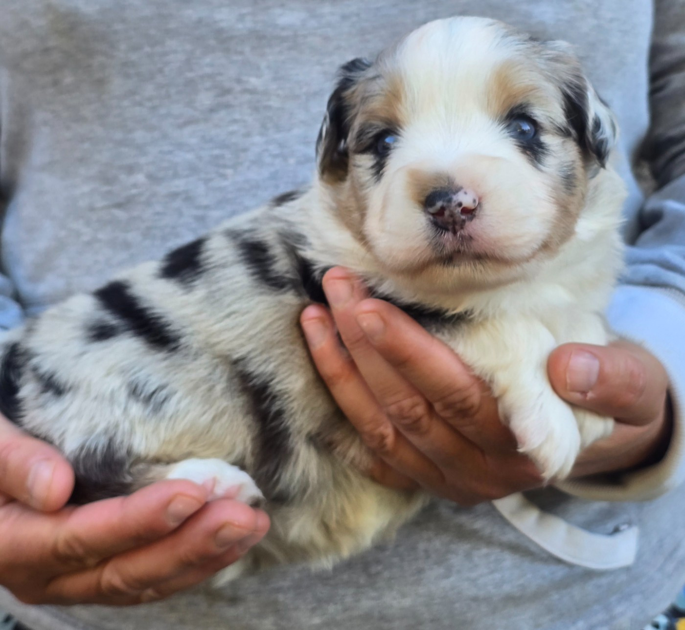 Des Champs De Beyssac - Chiots disponibles - Berger Américain Miniature 