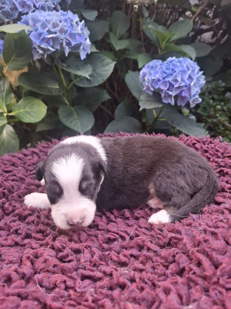 Des Champs De Beyssac - Chiots disponibles - Berger Australien