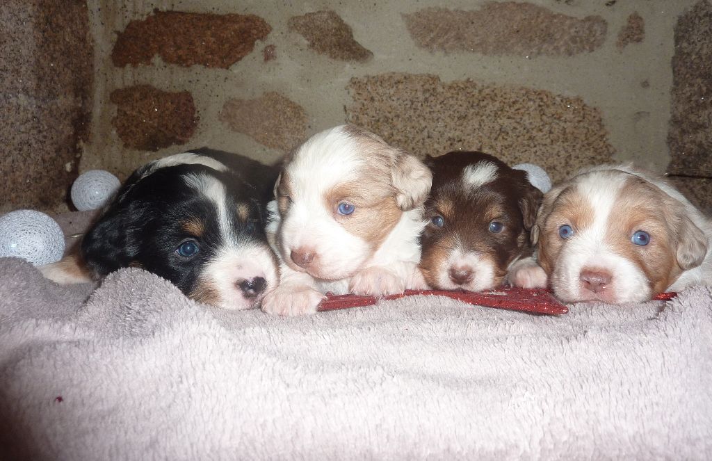 Chiot Berger Américain Miniature  Des Champs De Beyssac