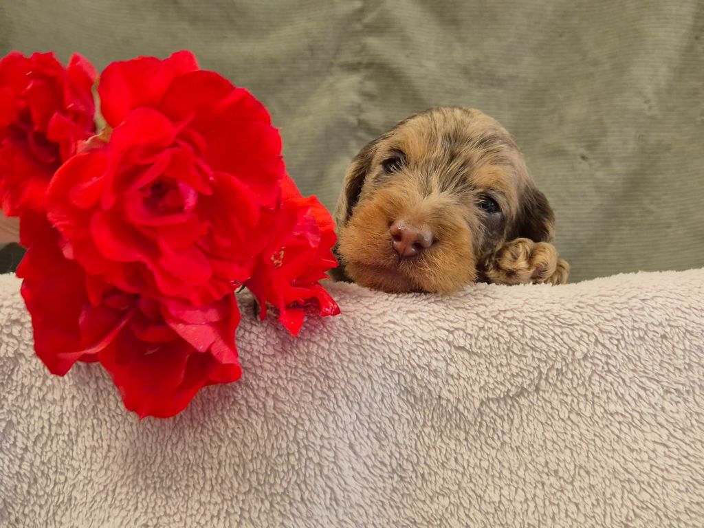 Des Champs De Beyssac - Chiots disponibles - Teckel poil dur