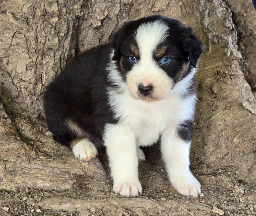 Des Champs De Beyssac - Chiots disponibles - Berger Australien