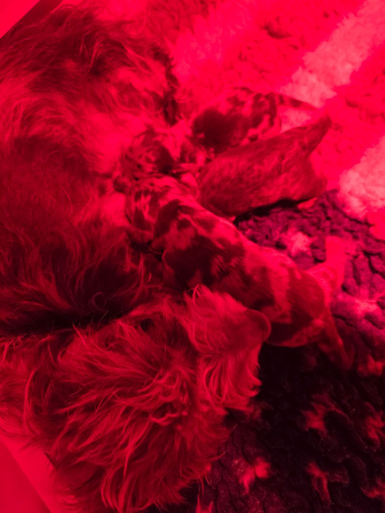 Chiot Teckel poil dur Des Champs De Beyssac